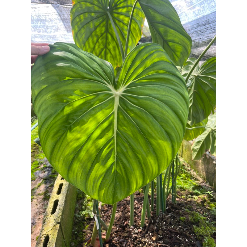 120บาท/ฟิโลเดนดรอนแมคโดเวล Philodendron Mcdowell