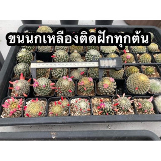 แมมขนนกเหลือง Mammillaria Schiedeana