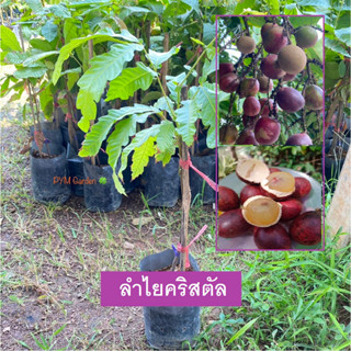 ต้นลำไยคริสตัล ลำไยคริสตัล สีม่วงผลไม้เศรษฐกิจ ต้นพันธุ์เเท้ (รับประกันสินค้า ส่งใหม่ฟรี หากสินค้าเสียหาย .)