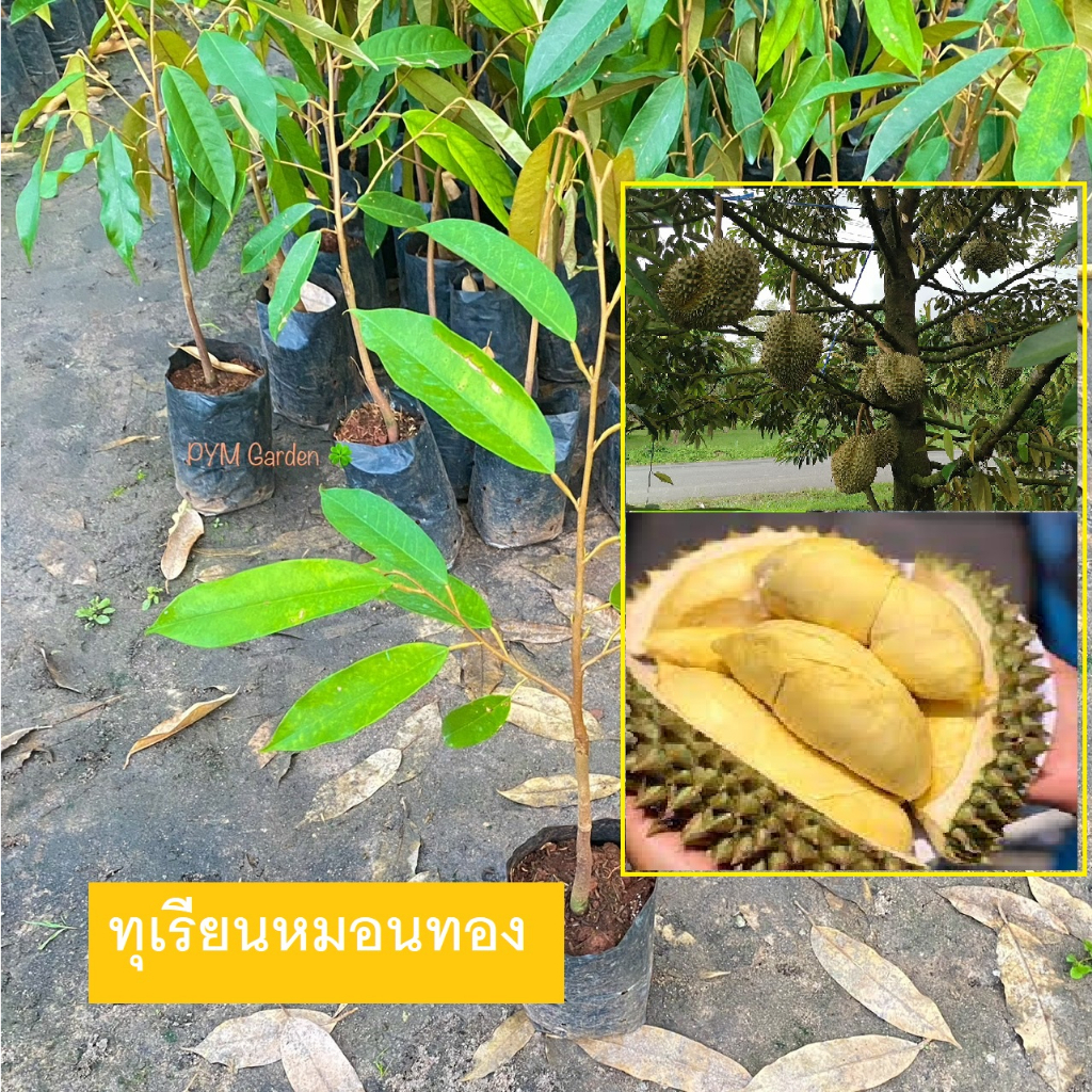 ต้นทุเรียน พันธุ์ทุเรียนหมอนทอง เสียบยอด (Durian Cleft  Grafting) สั่งได้ไม่จำกัดจำนวน   (รับประกันสินค้า)