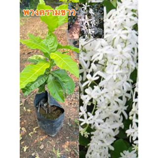 ต้นพวงครามขาว (ชำกิ่ง)สูง 40-45 เซนฯ เป็นต้นไม้เลื้อย ปลูกหน้าบ้านเป็นซุ้มหน้าบ้านได้ ออกดอกสีขาวสวย