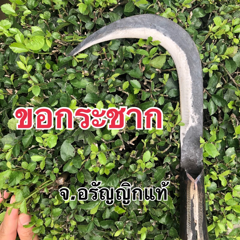 ขอกระชาก กระชากกิ่งไม้ กระชากใบตอง ขอชัก มีหลายขนาด มีดอรัญญิก จ้อย อรัญญิกแท้