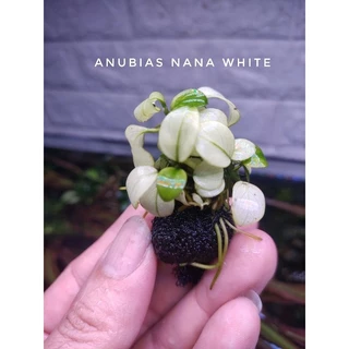 anubias Nana pinto, nana white ใบน้ำ 💯% ตัดยอดจากต้นแม่มาขาย