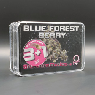 Blue Forest Berry - Growers Choice