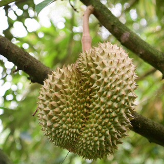 ทุเรียนภูเขาไฟ ส่งตรงจากศีรสะเกษ คัดพิเศษ รับประกันเนื้อ