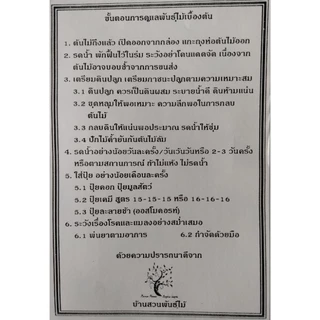 ต้นศรีตรังออสเตรเลีย ต้นเพาะเมล็ด สูง 90-100 ซม.