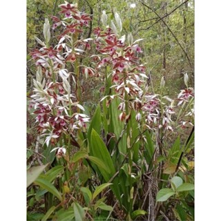 Phaius tankervilleae กล้วยไม้ดิน เอื้องพร้าวกล้วยไม้ดิน