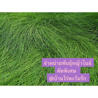 หญ้าไนล์ 10 kg 300 คัดพิเศษ ใสใจทุกขั้นตอน