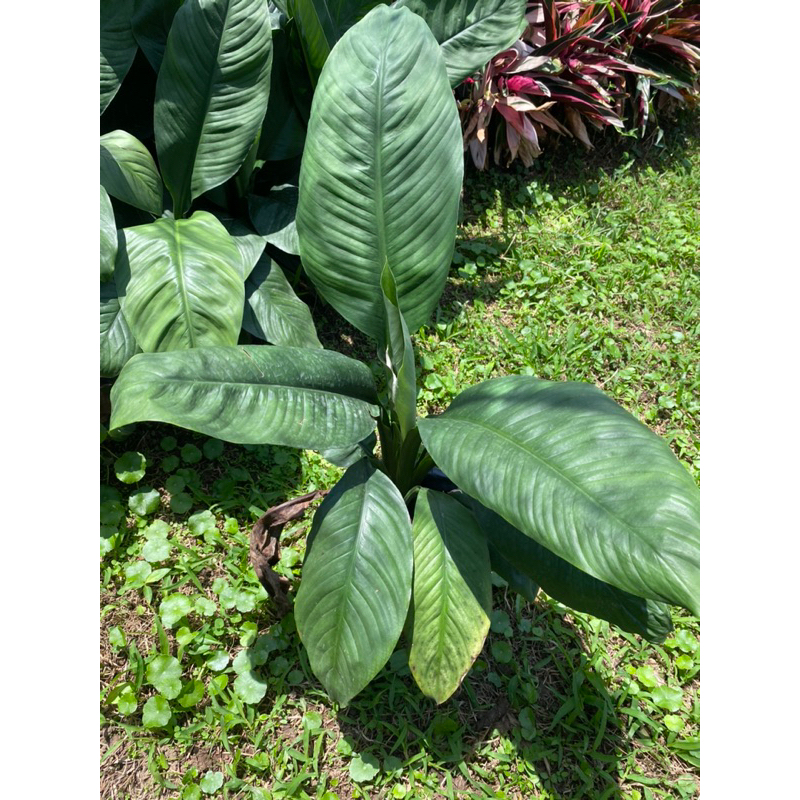 เดหลีจักพรรดิ์ ไม้ฟอกอากาศ จัดส่งพร้อมแบบถุง - รูปที่ 3