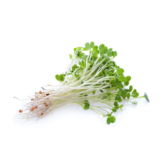 เมล็ดพันธุ์ อัลฟัลฟา 1000 กรัม Alfalfa seeds เมล็ดใหม่คัดพิเศษ