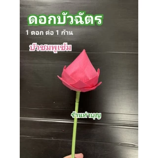 บัวฉัตร ดอกบัวฉัตร ดอกบัว ดอกบัวตูม ดอกบัวก้าน ดอกไม้ประดิษฐ์ มีหลายสี พร้อมส่ง‼️