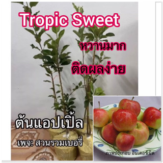 tropic sweet ต้นแอปเปิ้ล แอ๊บเปิ้ล apple tree