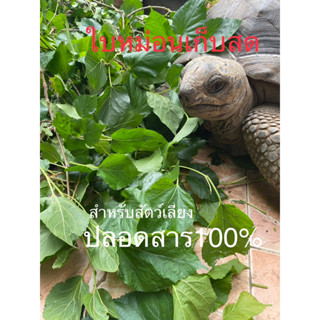 ส่งจากกทม ใบหม่อนสด สำหรับสัตว์เลี้ยง ปลอดสาร100% เก็บสดตามออเดอร์ อาหารเต่า อาหารกุ้งแคะ อาหารหนอนไหม ทำชา ใส่อาหาร