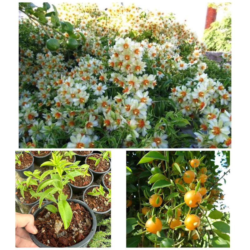 มะนาวเถาว์ Lemon vine ไม้เลื้อยทำซุ้มดอกสวย กินผลได้ตระกูลเบอรี่