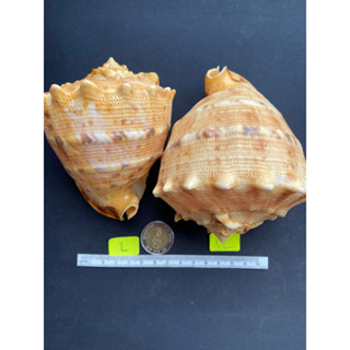 rare sea snail shell golden big sea snail shell tiger pattern