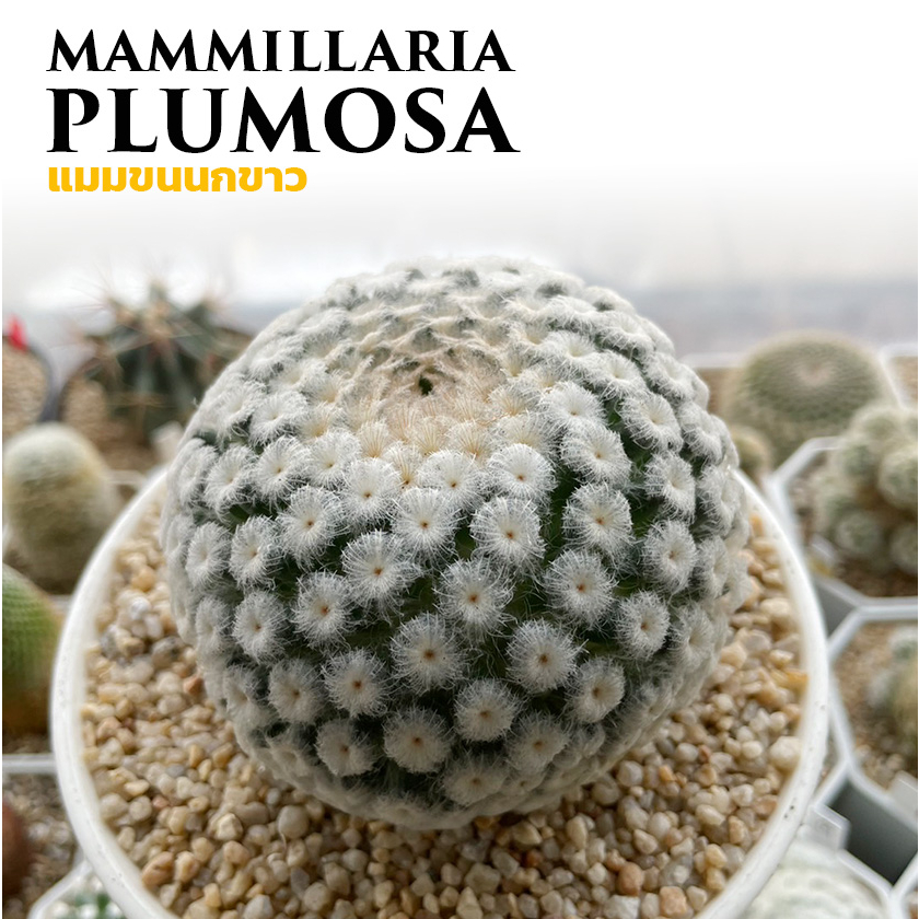 🕊🌵 Mammillaria Plumosa 🌵🕊 ขนนกขาวไม้เมล็ด Cactus