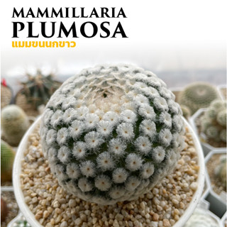 🕊🌵 Mammillaria Plumosa 🌵🕊(อัพเดท 09/09/2023)