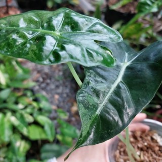 แก้วสารพัดนึกด่าง Alocasia Bambino Albo Variegated น้องเป็นตัวด่างขาว ได้ต้นตามภาพ