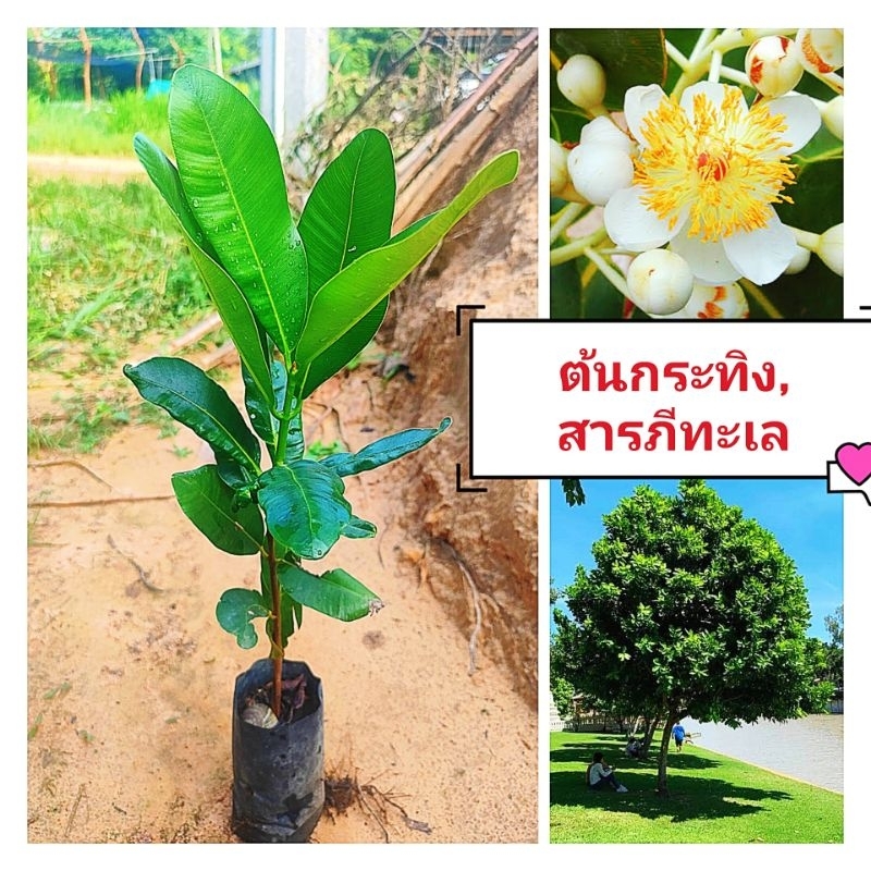 ต้นกระทิง สารภีทะเล ไม้ไม่ผลัดใบ ดอกสวย นิยมปลูกประดับบ้านเรือน ต้นกล้าเเข็งเเรงพร้อมปลูก สินค้าเสียหายยินดีเคลมฟรี