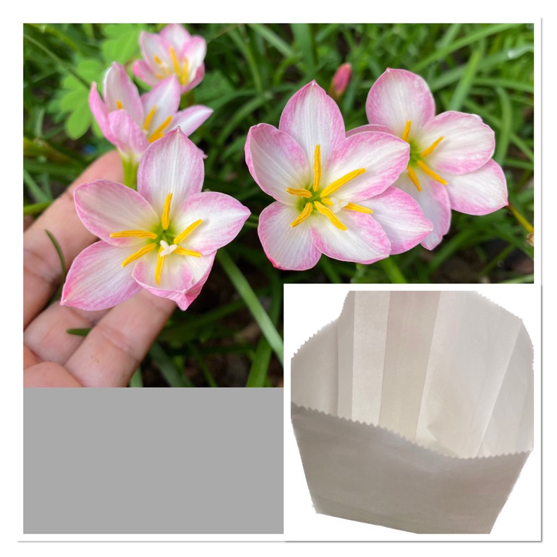 ญ22ซ.หัวดอกบัวดิน ma.Taffy pink หัวละ 10 บาท