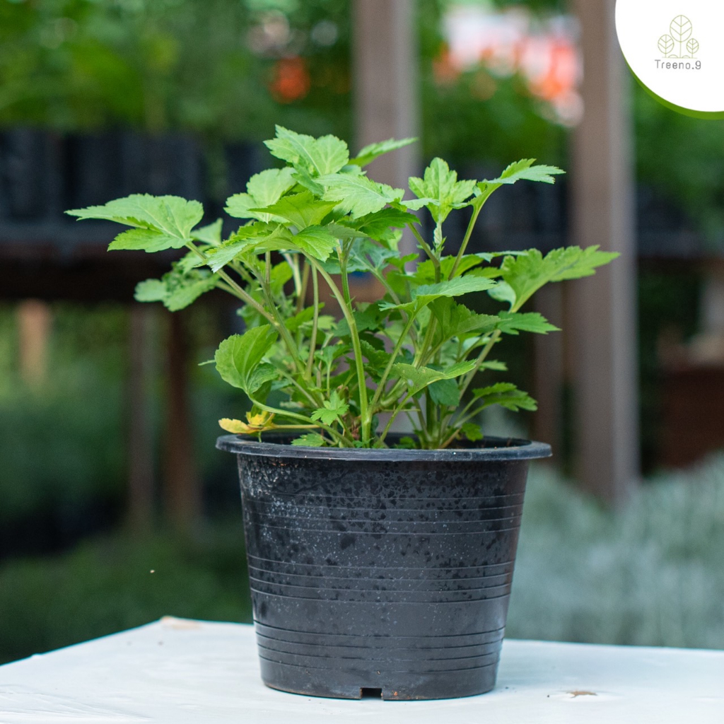 Treeno.9 T137 จิงจูฉ่าย (White Mugwort ) กระถาง 6 นิ้ว / สูง 20-30 ซม. / ไม้ประดับ ไม้ดอก สมุนไพร (ต้นไม้)
