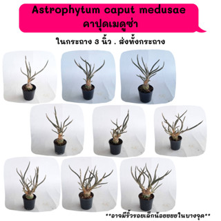 AT012 Astrophytum caput medusae คาปุดเมดูซ่า แคคตัส กระบองเพชร พืชอวบน้ำ กุหลาบหิน