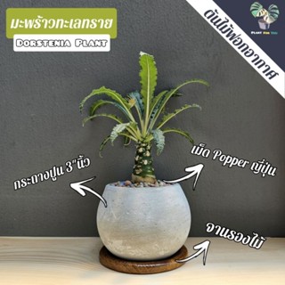 ต้นมะพร้าวทะเลทราย Dorstenia Plant พร้อมกระถางปูนกลม3"นิ้ว+จานรองไม้+เม็ดpopperญี่ปุ่น