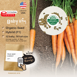 เมล็ดผักนำเข้า เบบี้แครอท True Baby Carrot (Organic Seed) แครอทจิ๋ว แท้ทรู พันธุ์ดี