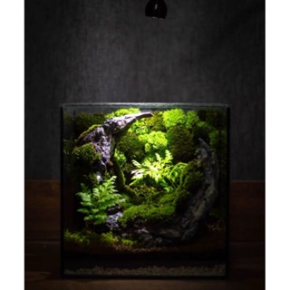 Terrarium สวนขวดแก้ว ดีไซน์​ดวงจันทร์​ สำเร็จรูป(จัดทำพิเศษ)