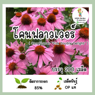 เมล็ดพันธุ์โคนฟลาวเวอร์ (เอ็กไคนาเชียสีชมพู) Coneflower บรรจุ 200 เมล็ด สายพันธุ์ OP แท้