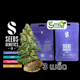 เมล็ดกัญชา Jack Diesel (Auto) - Seeds Genetics.Co