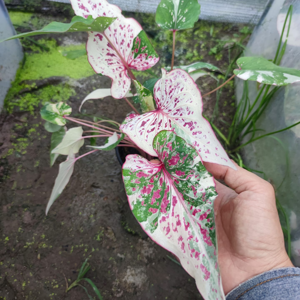 เบญจรงค์น้ำทอง บอนสี Caladium