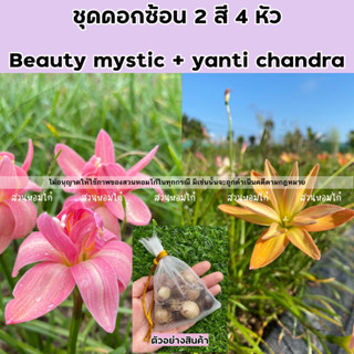 🌈บัวดินชุด2สี 4หัว beauty mystic + yanti chandra