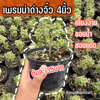 เพรมน่าจิ๋ว บอนไซมินิ บอนไซจิ๋ว กระถาง4นิ้ว