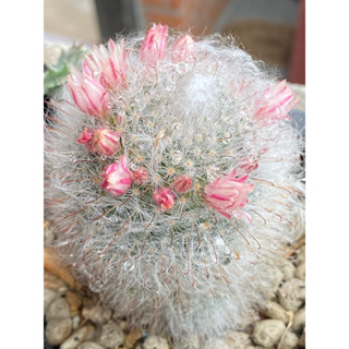 Mammillaria Plumosa / แมมขนนกขาว ต้นใหญ่ ฟอร์มกอ (ส่งแบบเคาะดินออก)