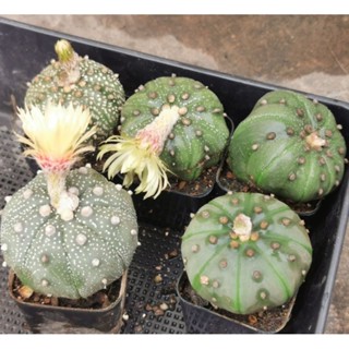 ขายแอสโตร​ไ​ฟตั้​ม​ยก set  5ต้น   #แคสตัส castus​ astrophytum แอสโตร แอสโตร​ไ​ฟตั้​ม แอสโตรไฟตัม กระบองเพชร แอสโตรวี