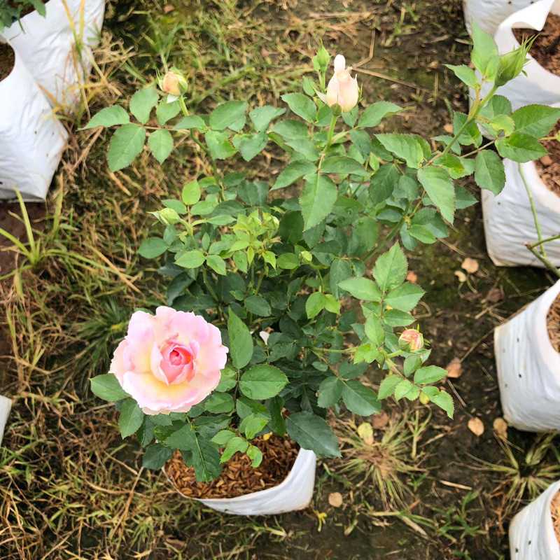 กุหลาบ 🌹 Penelopeia a rose แอพพพริคอตต สีชมพู ทรงพุ่ม ดอกหอมดก กลีบหยัก - รูปที่ 2