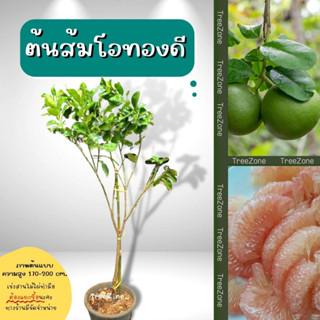 ส้มโอทองดีหรือส้มโอขาวทองดี (ไซซ์เล็ก) สูง 60-80 cm. (เกรดคัดพรีเมียม ประกันพันธุ์แท้100%)