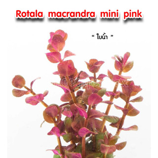 Rotala macrandra mini pink โรทาล่า มาครานด้า มินิพิ้งค์ พร้อมปลูก ต้นไม้น้ำ ต้นไม้น้ำตกแต่งตู้ปลา ไม้น้ำตกแต่งตู้ปลา