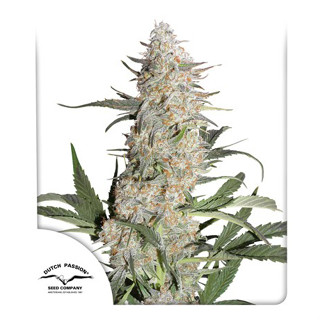 Critical Orange Punch Dutch passion 3 feminized cannabis seeds เมล็ดกัญชา