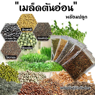 เมล็ดต้นอ่อน เมล็ดพันธุ์ผัก เมล็ดเพาะงอกพร้อมปลูก microgreen