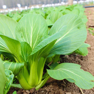 เมล็ดพันธุ์ กวางตุ้งฮ่องเต้ ผักกวางตุ้งพันธุ์ฮ่องเต้ 800+เมล็ด [10 แถม 2]