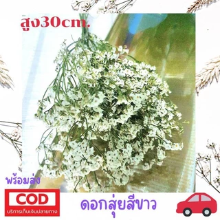 ดอกสุ่ย ดอกไม้แห้ง มีหลายสีสูง30ซม.พร้อมส่ง