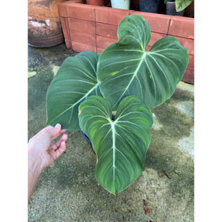 Philodendron Gloriosum ฟิโลเดรนดรอน กลอริออซั่ม ก้านแบน หรือต้นฟิโลรางเงิน ที่นิยมปลูกเพื่อเป็นไม้ประดับ