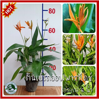 ต้นเบิร์ดออฟพาราไดซ์ เบิร์ดออฟพาราไดซ์ ต้นเบิร์ด เบิร์ด bird of paradise ต้นปักษาสวรรค์ ปักษาสวรรค์ ต้นเฮลิโคเนีย เฮลิโค