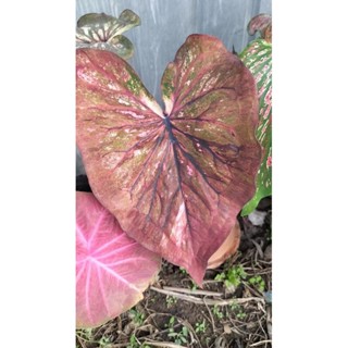 บอนสีเพชรราหูcaladium