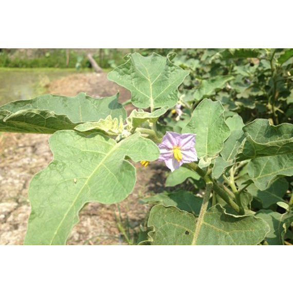 ต้นกล้ามะเขือรักบี้ม่วง  พร้อมปลูก กล้าละ 9 บาท ซื้อ 10แถม 2กล้า - รูปที่ 2