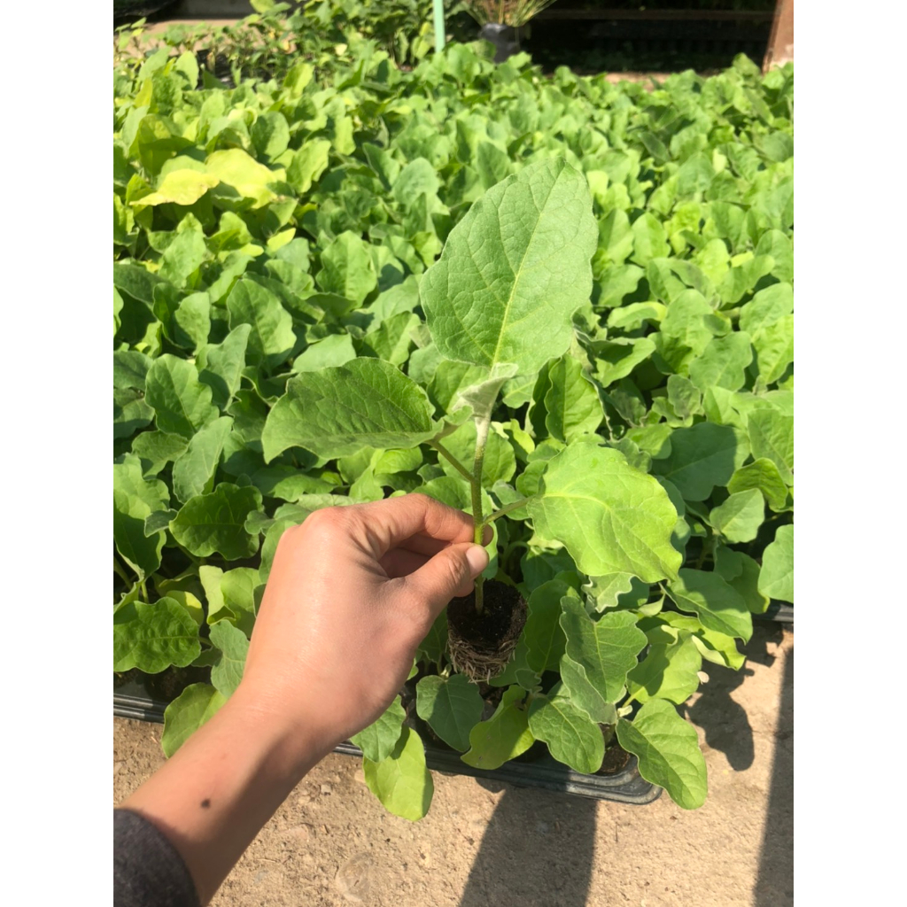 ต้นกล้ามะเขือม่วงหลอดไฟ พร้อมปลูก กล้าละ 9 บาท ซื้อ 10แถม 2กล้า - รูปที่ 6