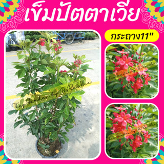 ต้นเข็มปัตตาเวีย #เข็มปัตตาเวีย ดอกเข็มสีแดง #กระถาง11”