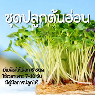 ชุดปลูกต้นอ่อน  ต้นอ่อนทานตะวัน ต้นอ่อนข้าวสาลี ต้นอ่อนผักบุ้งเรียวไผ่ ต้นอ่อนโต้วเหมี่ยว ชุดเพาะต้นอ่อน